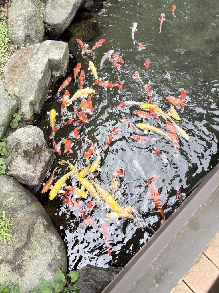 貝掛温泉の池を泳ぐたくさんの錦鯉